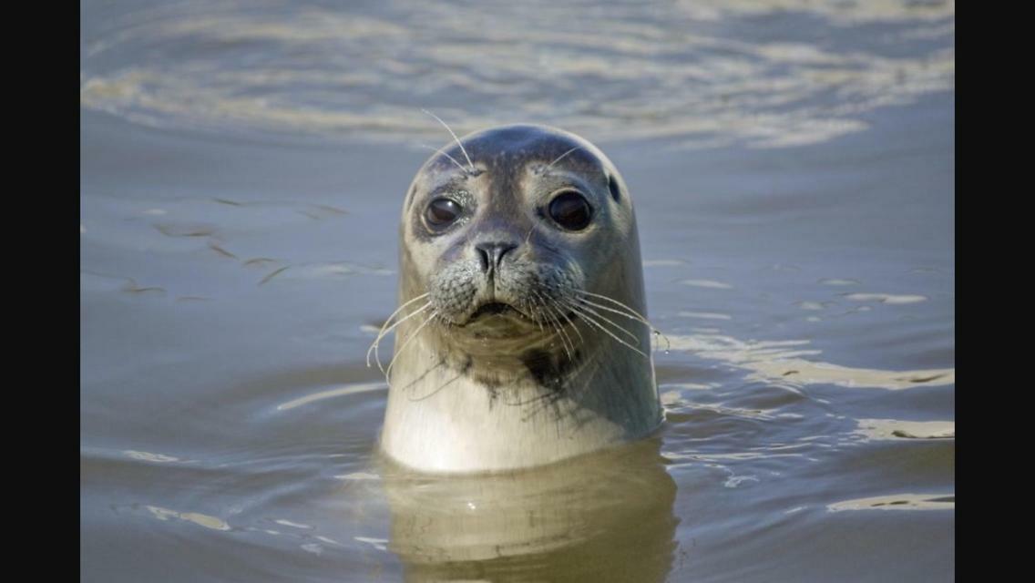Gite L'Etoile De Mer Eu (Seine-Maritime) Ngoại thất bức ảnh